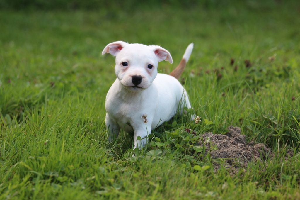 De Cromailles - Chiot disponible  - Staffordshire Bull Terrier