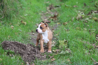 De Cromailles - Staffordshire Bull Terrier - Portée née le 05/10/2024