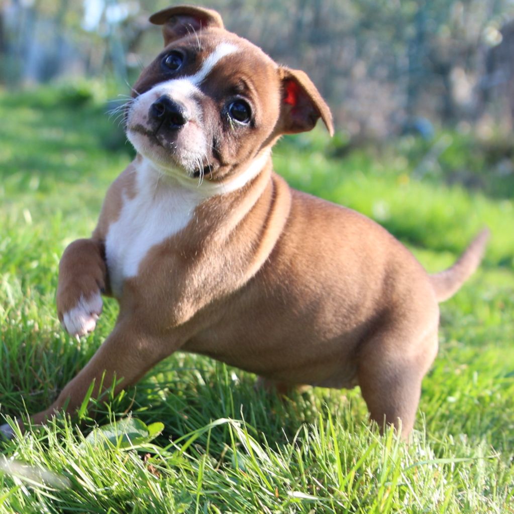 De Cromailles - Staffordshire Bull Terrier - Portée née le 27/02/2023